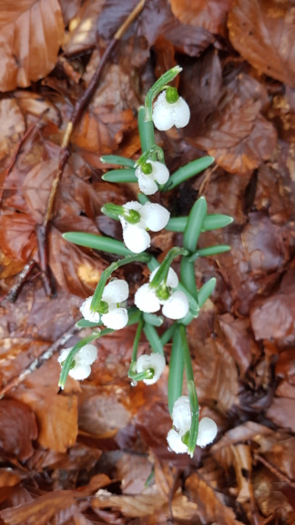 Galanthus nivalis in situ 20200214