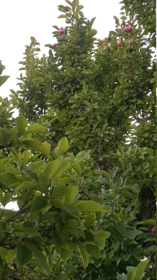 Magnolia x soulangeana 20210911