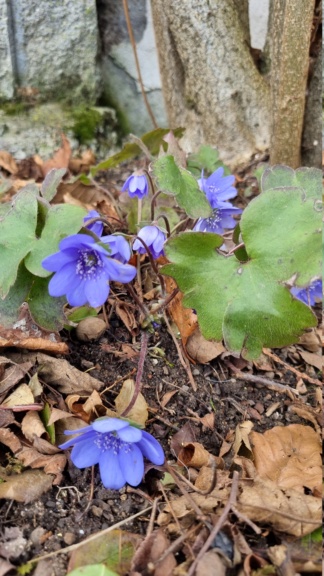 Fleurs d'hiver ... 20220219