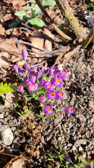 Fleurs d'hiver ... 20220220