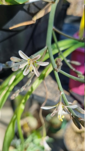 Fleurs d'hiver ...qui annoncent le printemps... 20230211