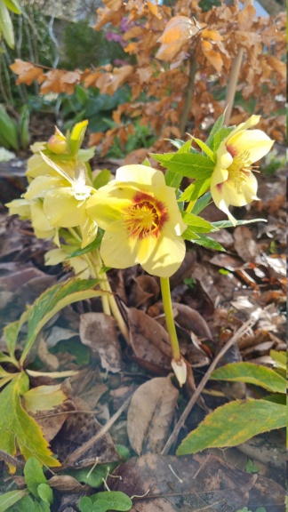 Helleborus  20230320