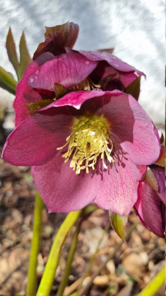 Helleborus  20230323