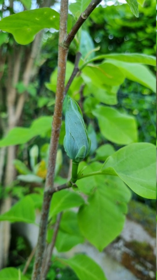 Magnolia acuminata Blue Baby 20230540
