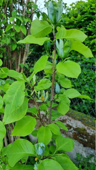Magnolia acuminata Blue Baby 20230542