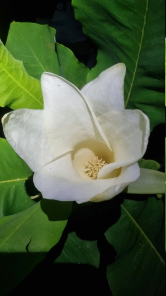 Magnolia ashei... 20230629