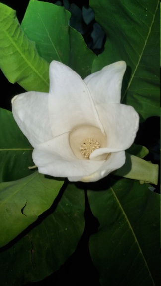 Magnolia ashei... 20230630