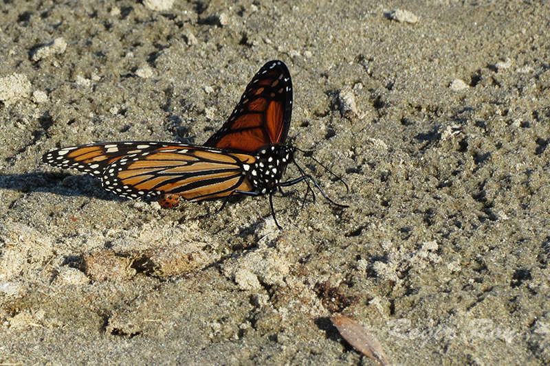 Papillon Monarque 2016-017