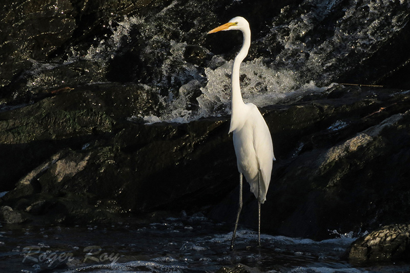 Grande Aigrette 2016-033