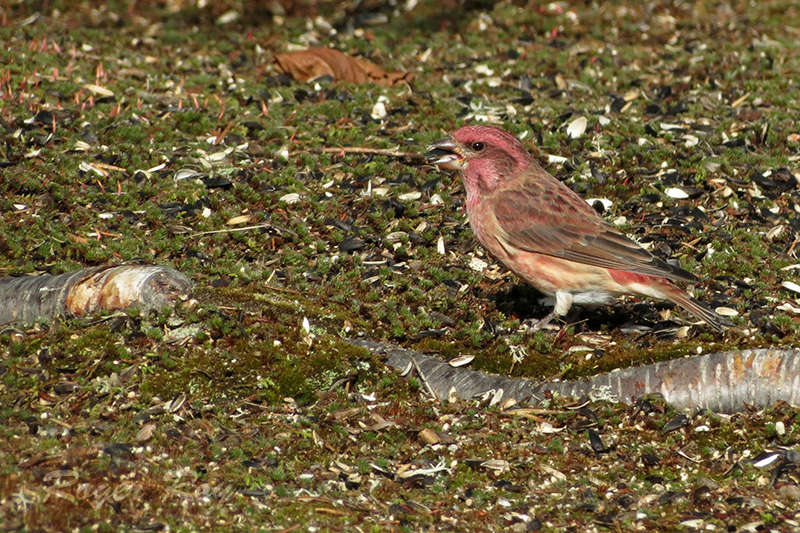 Passereaux aux Dunes 2016-048