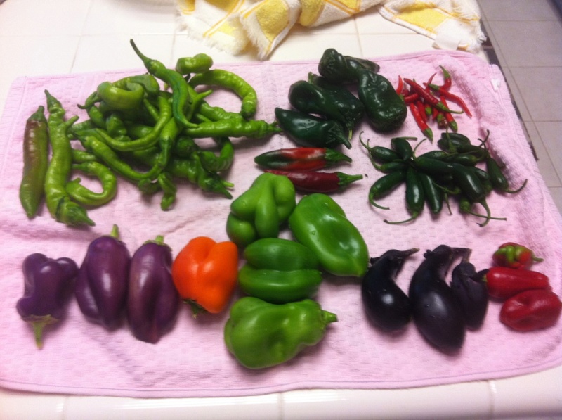 Monthly Avatar: September, Show Off Your Garden Harvest! - Page 2 Harves10
