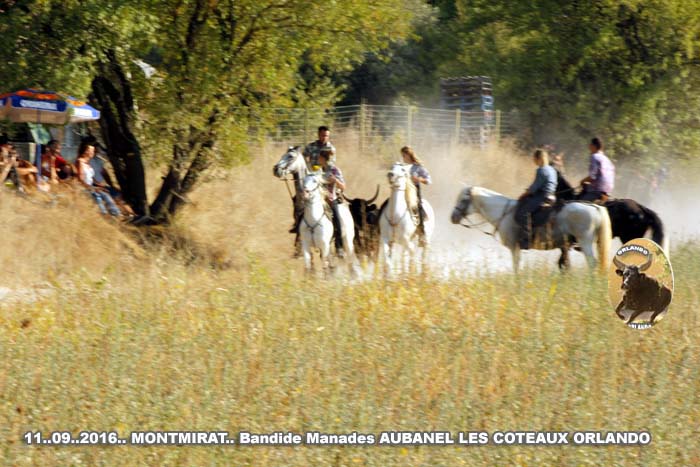 11..09..2016..montmirat  Manade les Coteaux et Aubanael Bandide _mg_0022