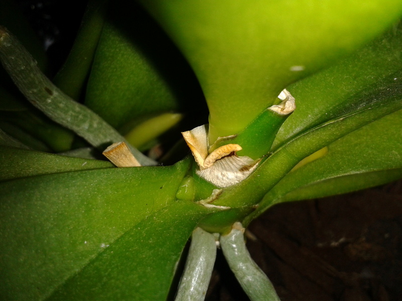 Expérience d'entretien de mini-Phalaenopsis a.k.a Nénu-Phals - Page 4 2016-134