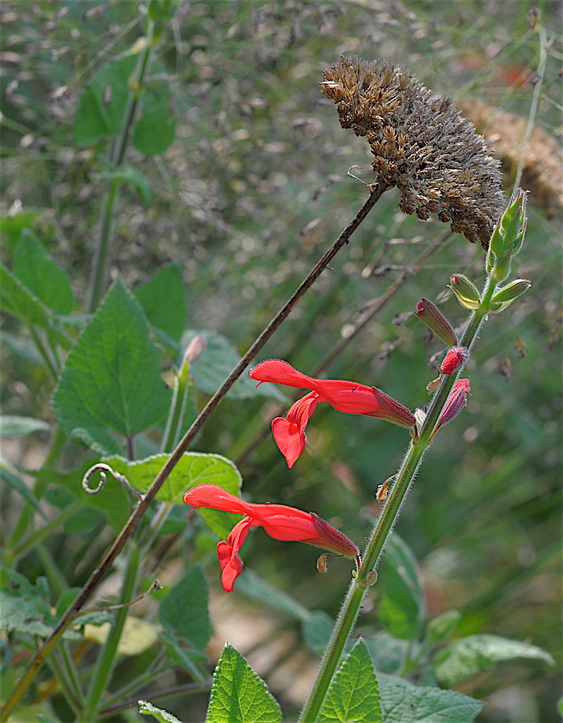 ondées d'octobre, le jardin renaît Copia_12