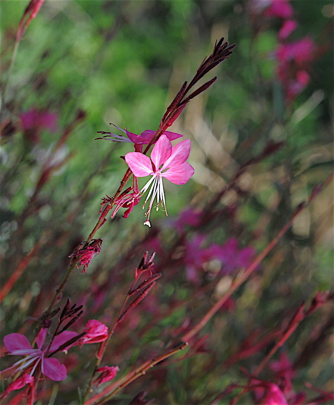 ondées d'octobre, le jardin renaît Copia_27