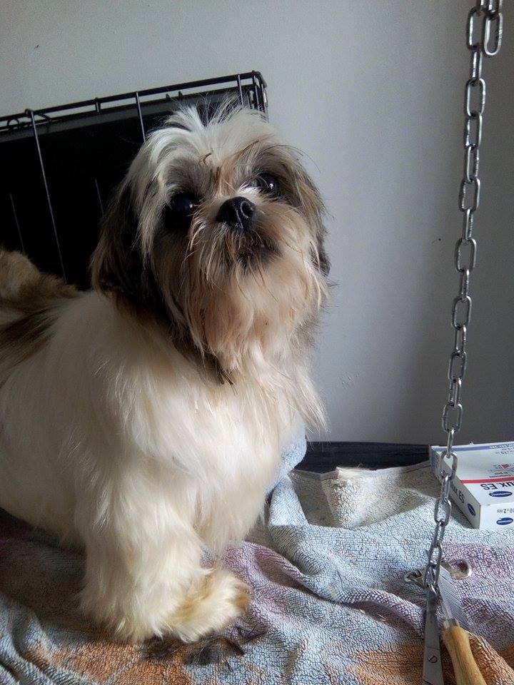 DYNASTIE, shih tzu de 8 ans asso LE REVE DE TINA  1ertoi11