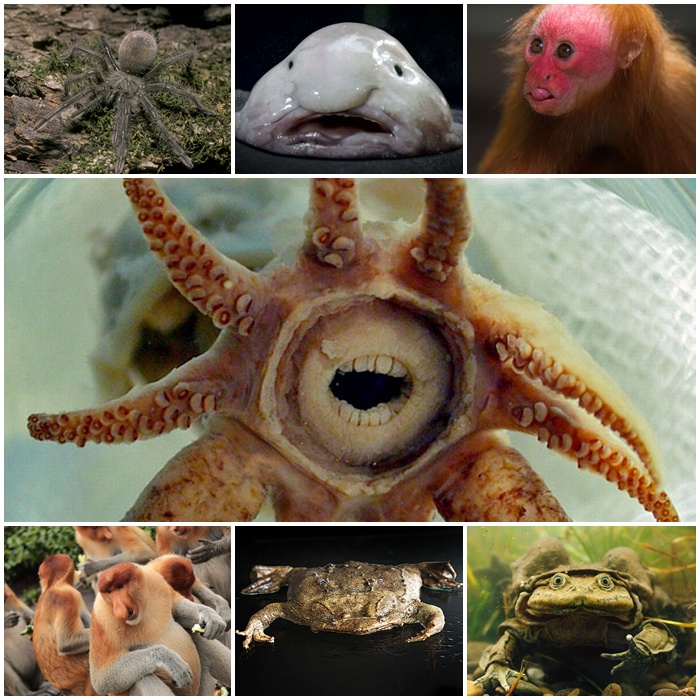 أقبح الحيوانات في العالم ’شاهد صور اقبح الحيوانات فى العالم  20104210