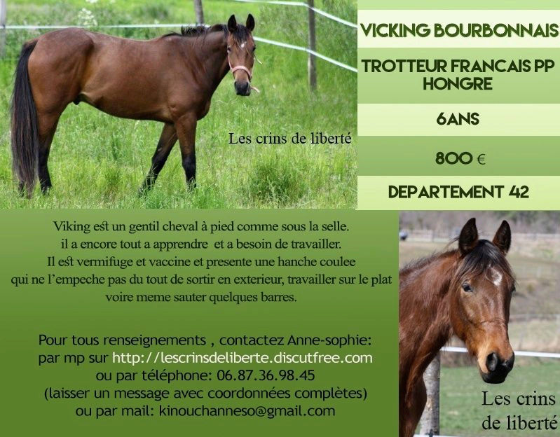 Les chevaux à sauver des Crins de Liberté ... et le calendrier 2017 Vickin10