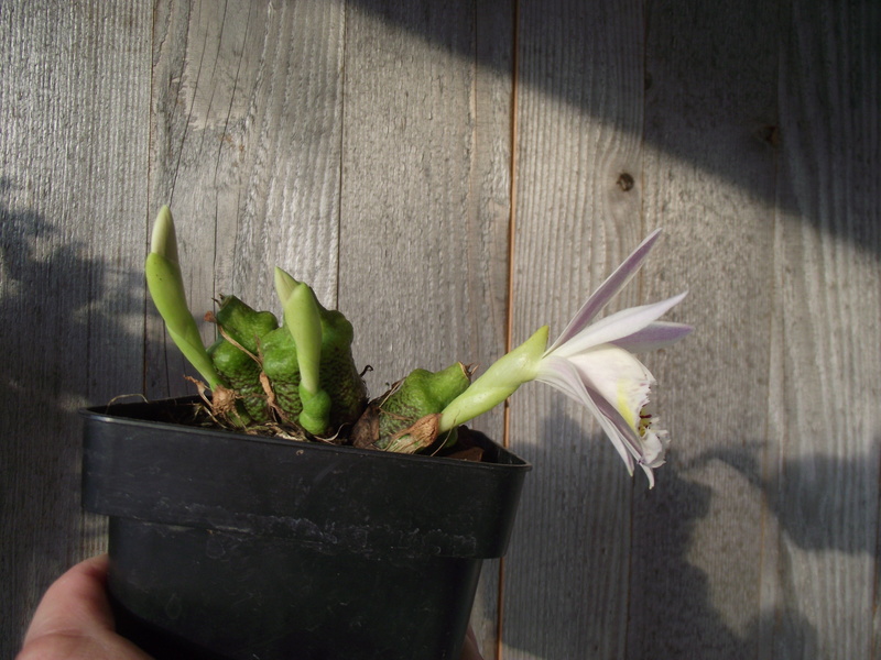 Pleione Liz Shan Dscf9015