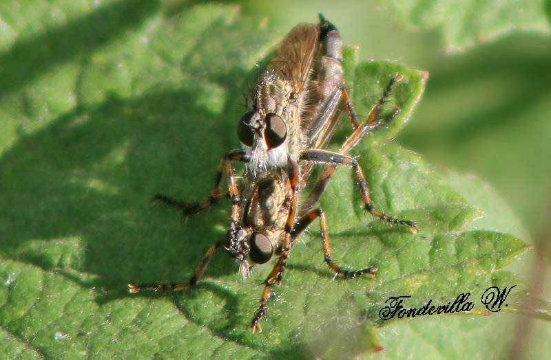 identification d'un drôle d'insecte 3542-w10