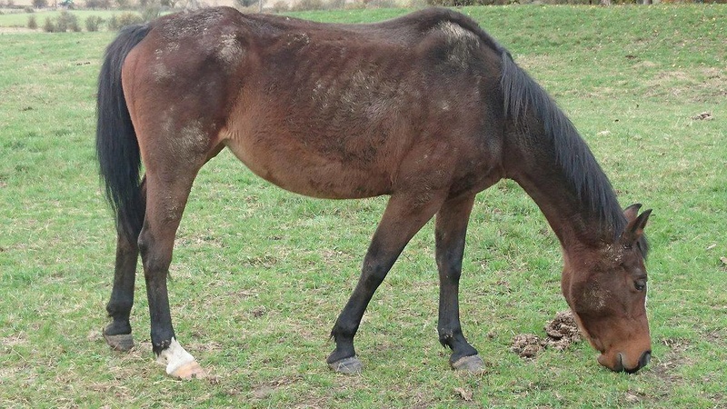 Flicka en fa chez Béa dept51 - Page 7 14859410