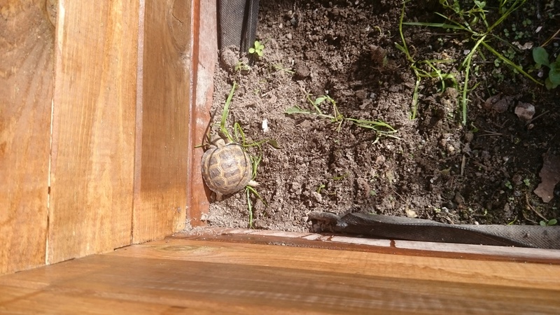 La tortue de terre de mes enfants  Dsc_0224