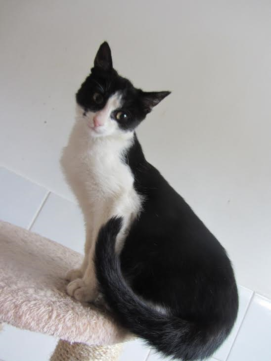 Mika, doux chaton noir et blanc -Refuge du Mordant Mika10