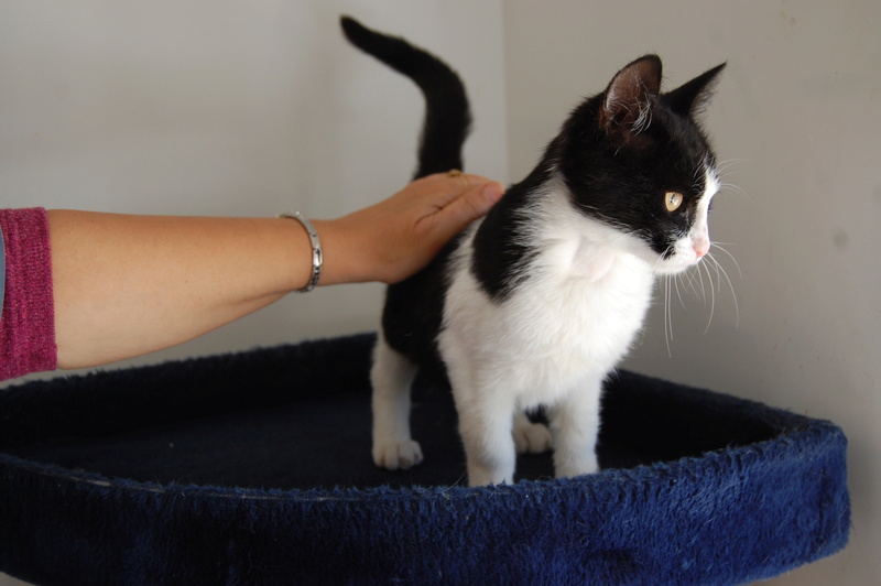 Mika, doux chaton noir et blanc -Refuge du Mordant Mika_110