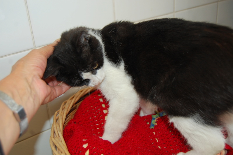 Mika, doux chaton noir et blanc -Refuge du Mordant Mika_111