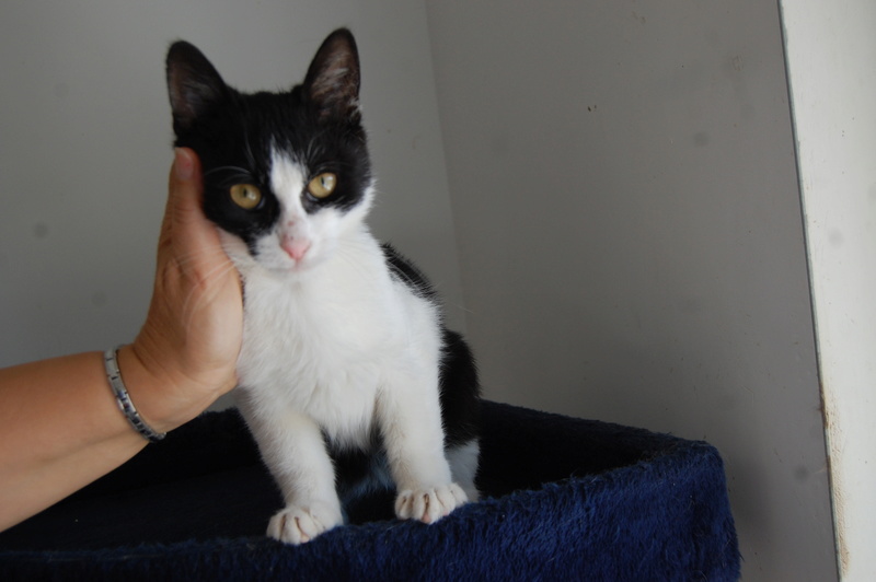 Mika, doux chaton noir et blanc -Refuge du Mordant Mika_112
