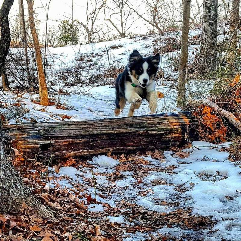 Meet "Atlas" the dog Atlas_10