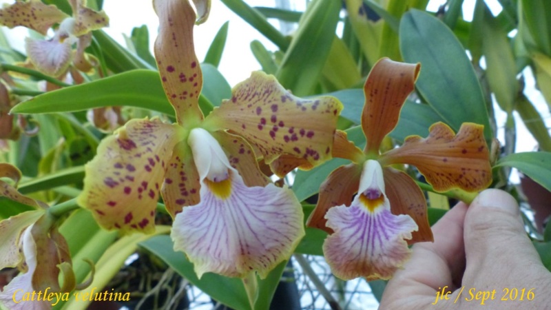 Cattleya velutina Cattle12