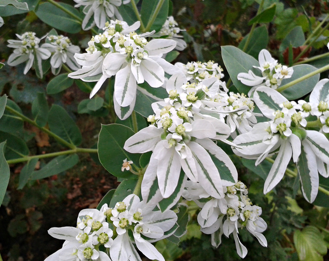 une plante avec feuilles blanches... 20160810