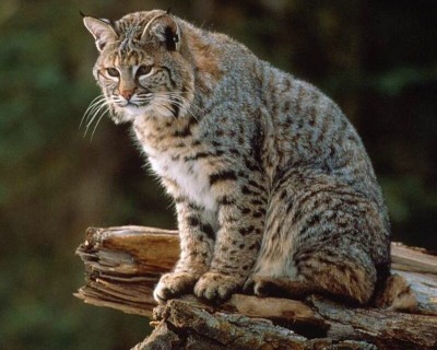 Acceptable Feline Breeds Bobcat10