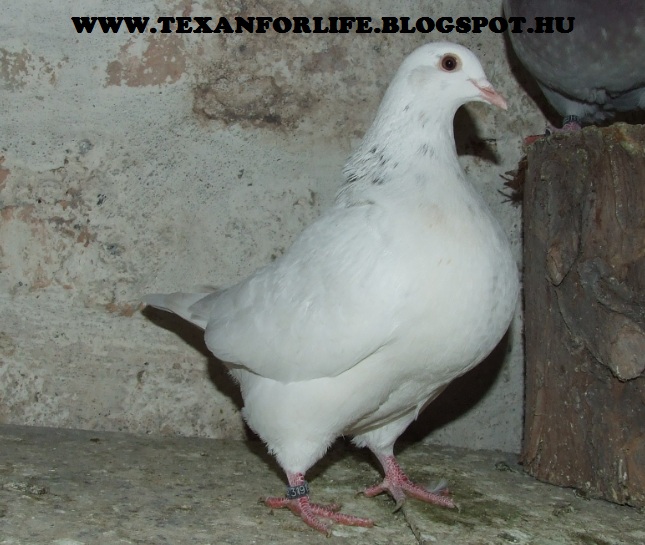 Pigeon texans of Adam Palankai ( Hungary) - Page 19 Dscf8010