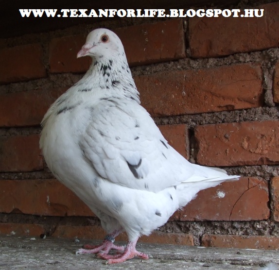 Pigeon texans of Adam Palankai ( Hungary) - Page 19 Dscf8111