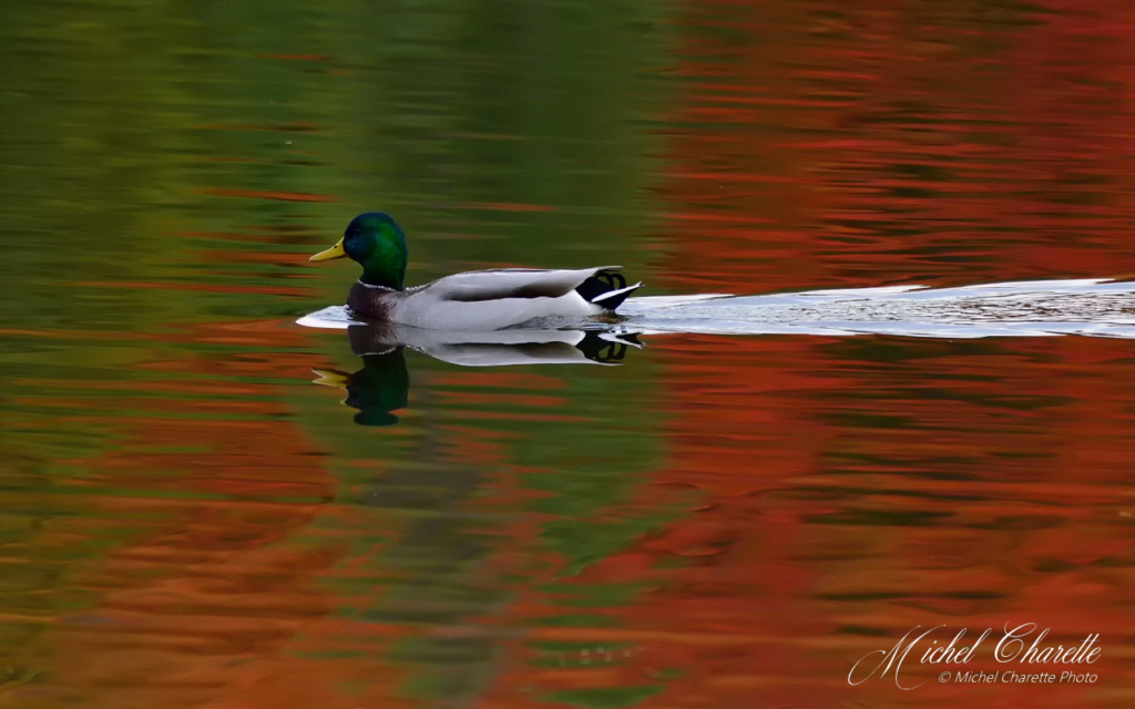 Beauté de l'automne 500_7410