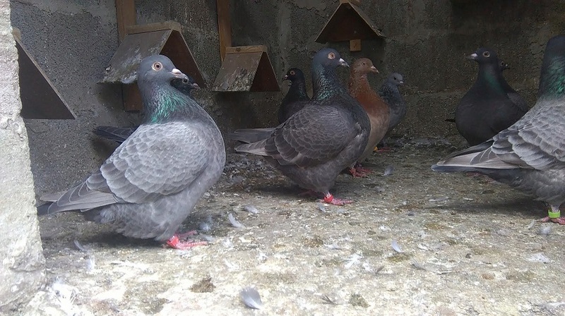 pigeons basques Unname21