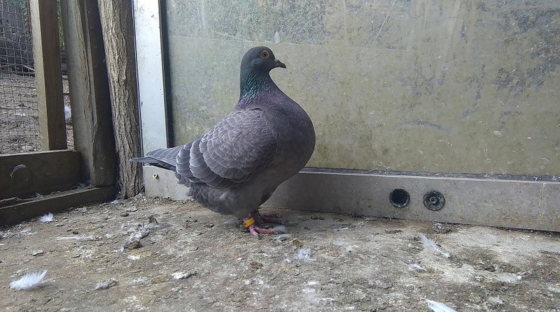 pigeons basques Unname22