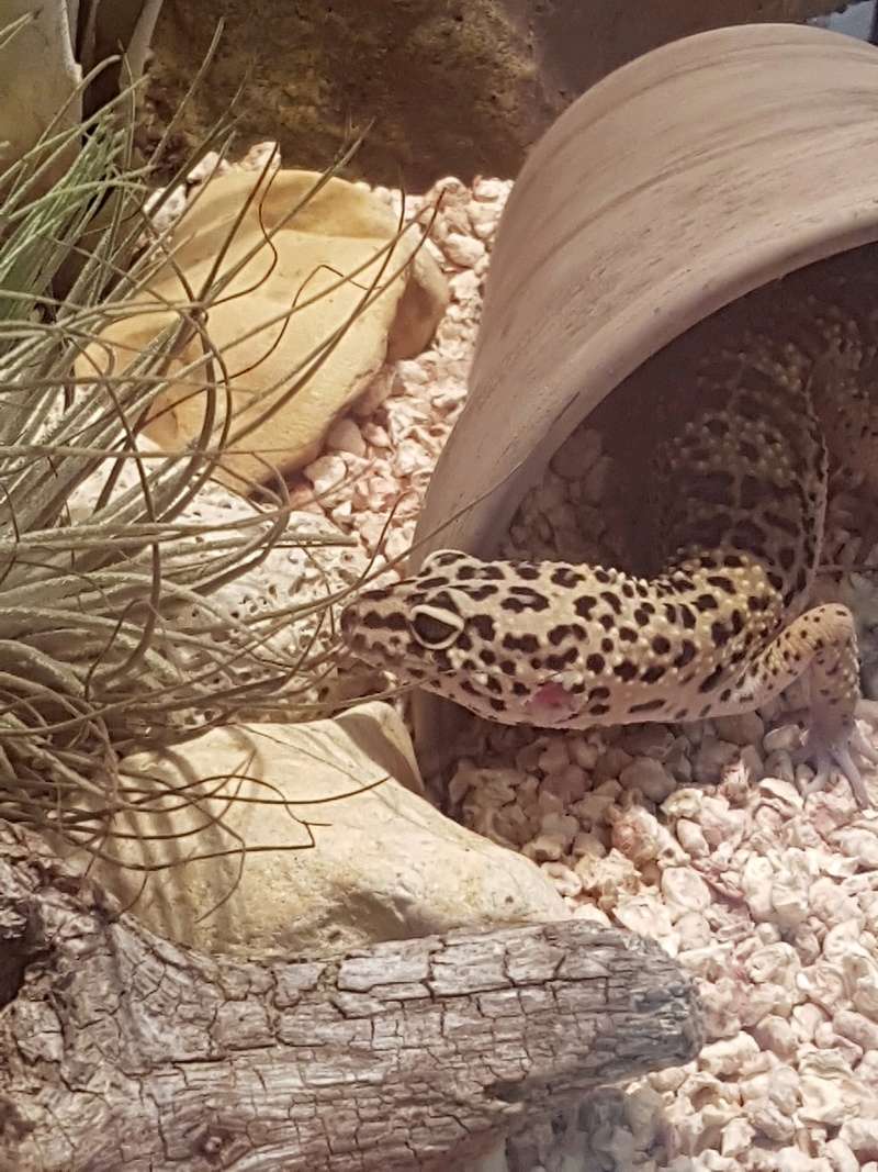 voila le terra de mon gecko leopard 20161025