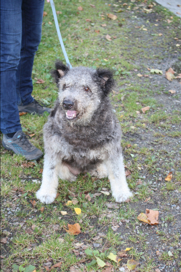 ESERA - x chien d'eau Espagnol 8 ans - Animal sans Toit à Grae Hollogne (Belgique) 10324910