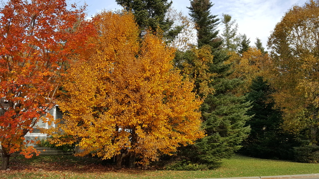 Tout au long de mes promenades j'ai vu 20161026