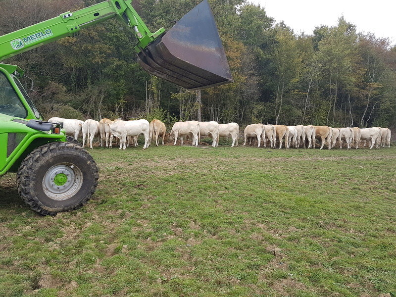 mise à l'herbe 2016 20161018