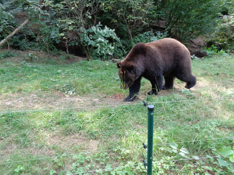 Schwarzwald Tour 2016  Dsc00719