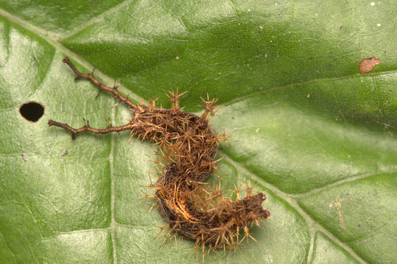 Lépidoptères de Guyane Biblis10