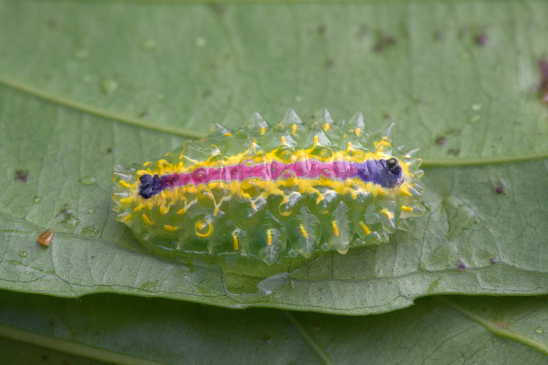 Lépidoptères de Guyane Dalcer10