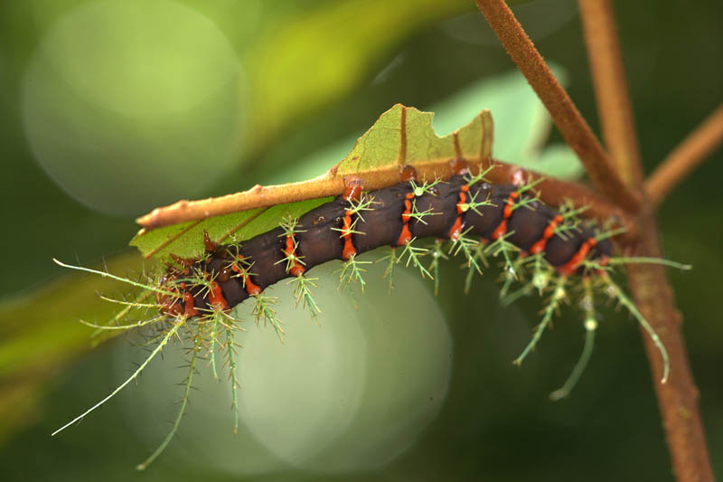 Lépidoptères de Guyane Dirphi11