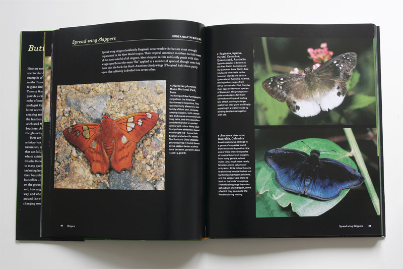 Butterflies - Thomas MARENT Livre_13