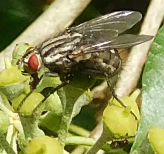 Sarcophaga carnaria? Sarcop10