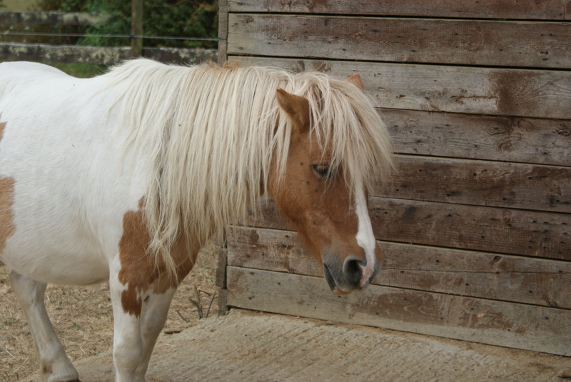 Kiméra, ponette handicapée Dsc02336